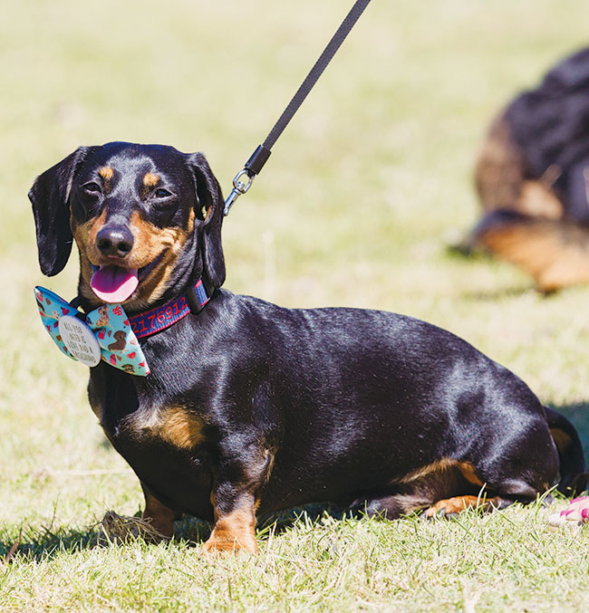 Fun Dog Show Tollerton report....as featured in The Easingwold Advertiser & Weekly News 23rd July 2022